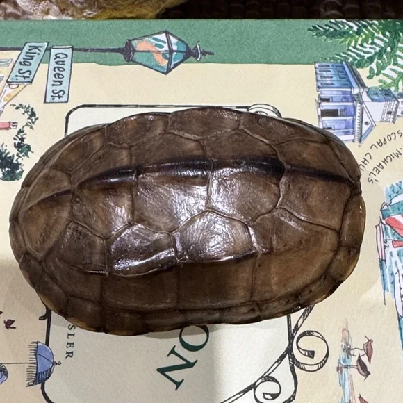 Real Brown Turtle Shell - Picture 5 of 9